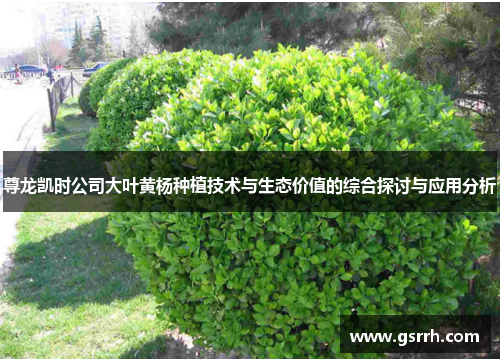 尊龙凯时公司大叶黄杨种植技术与生态价值的综合探讨与应用分析 尊龙凯时公司大叶黄杨种植技术与生态价值的综合探讨与应用分析